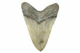 Serrated, Fossil Megalodon Tooth - Huge NC Meg #274759-2